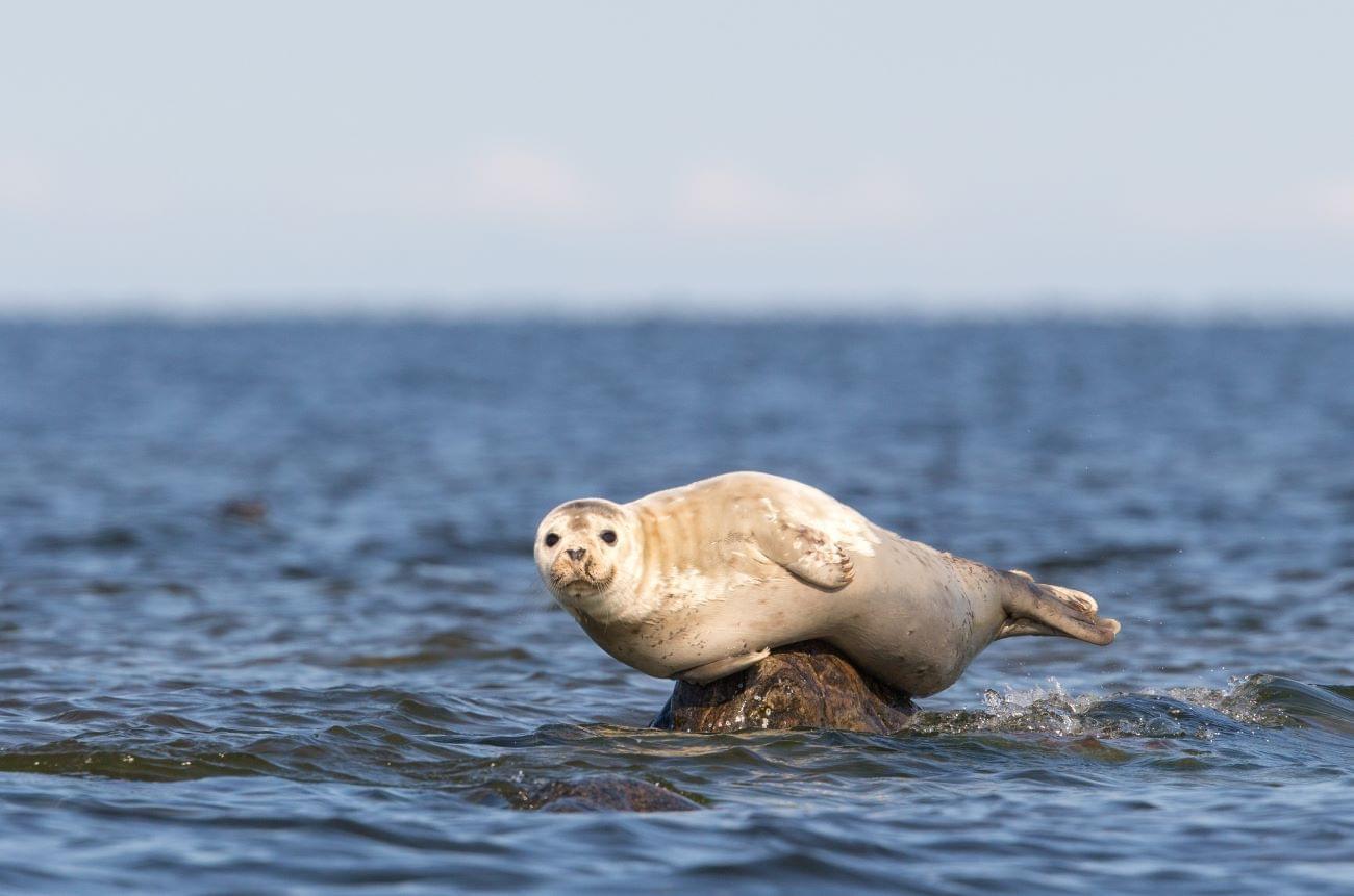Baltic seal shutterstock 2098198225 web