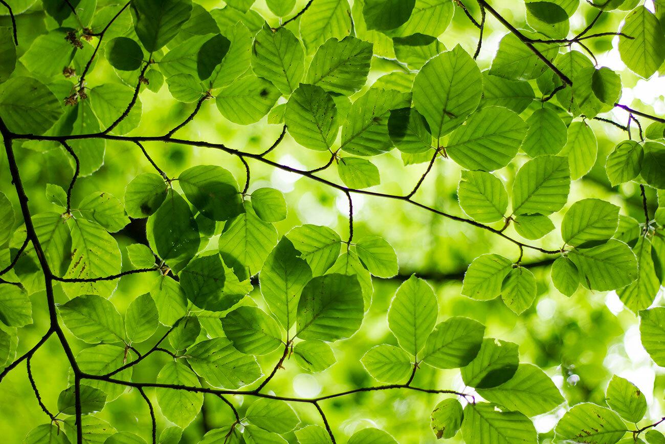 Leaves Lamor green financing