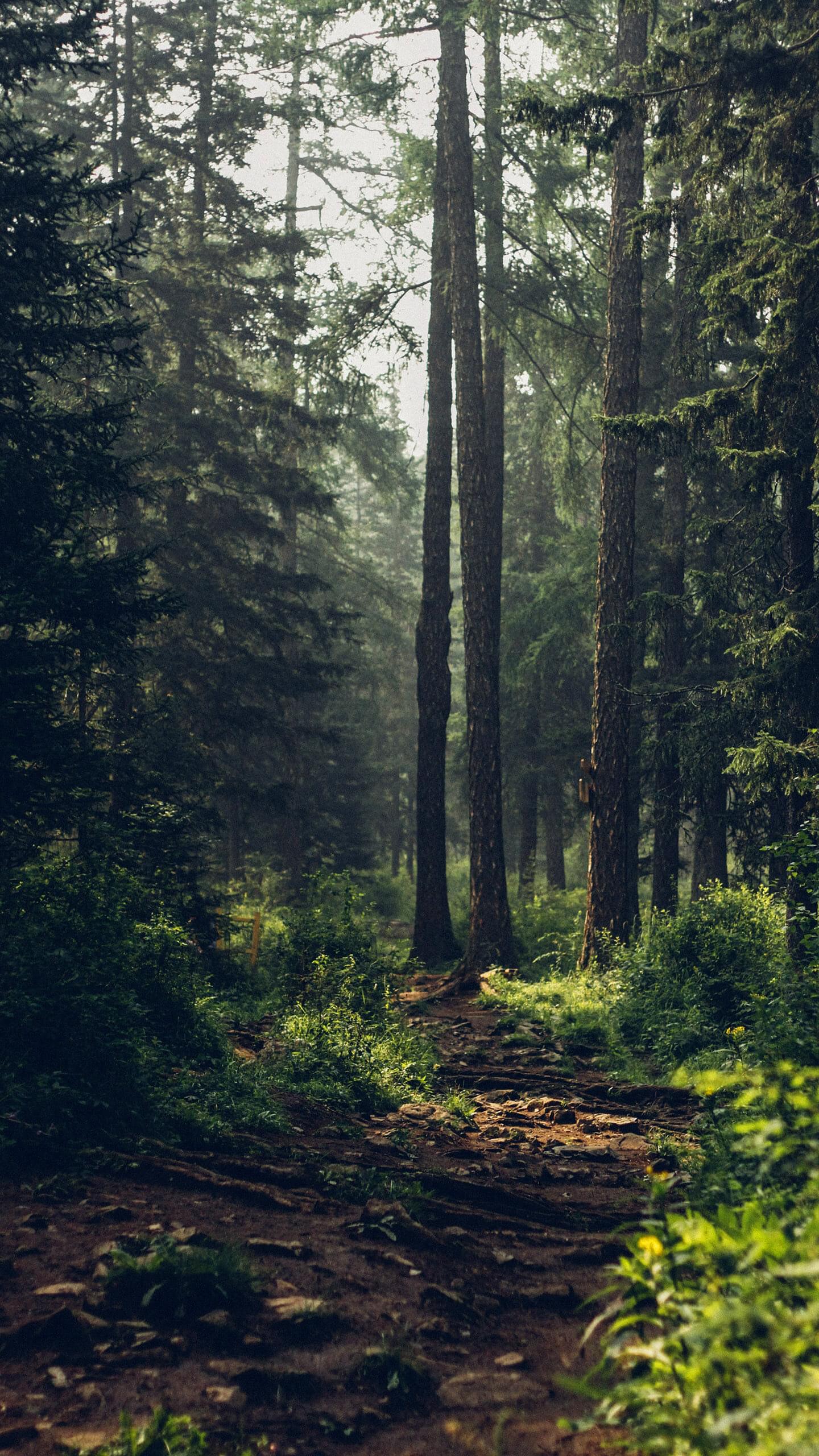 Trees vertical 1440x2560