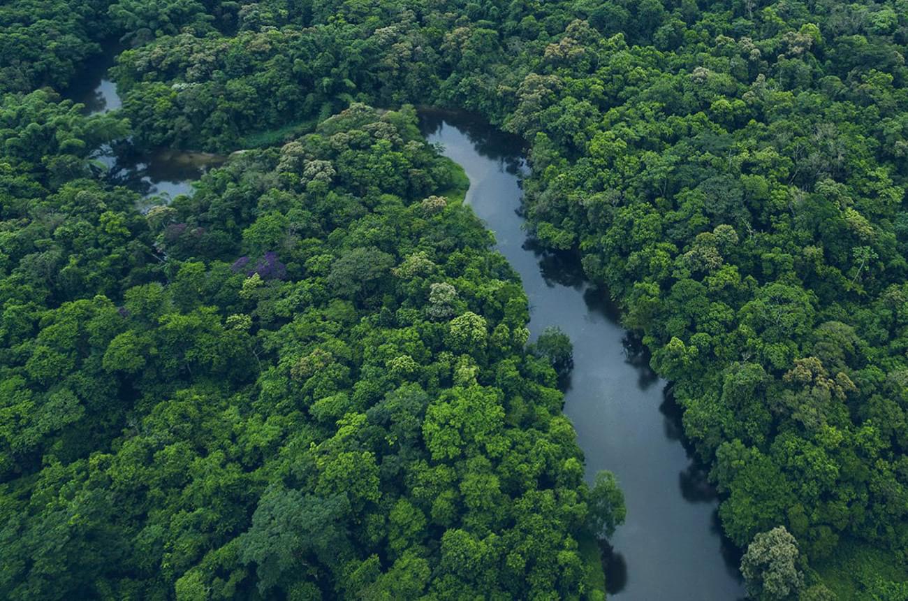 Green forest bg 1300x860
